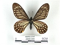 藏品(黃星斑鳳蝶)的圖片