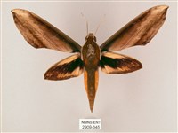 藏品(綠背斜紋天蛾)的圖片