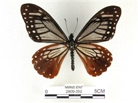 藏品(斑鳳蝶)的圖片