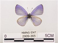 藏品(嫵琉灰蝶)的圖片