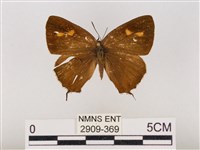 藏品(碧翠灰蝶)的圖片