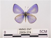 藏品(嫵琉灰蝶)的圖片