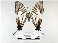 藏品(劍鳳蝶)的圖片