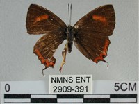 藏品(紫日灰蝶)的圖片