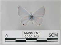 藏品(青珈波灰蝶)的圖片