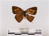 藏品(碧翠灰蝶)的圖片