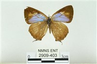 藏品(黃閃翠灰蝶)的圖片