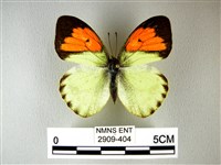 藏品(異粉蝶、雌白黃蝶)的圖片