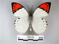 藏品(橙端粉蝶、端紅蝶)的圖片