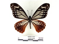 藏品(斑鳳蝶)的圖片