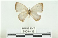 藏品(珠灰蝶)的圖片