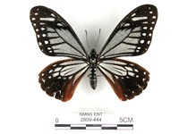 藏品(斑鳳蝶)的圖片