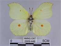 藏品(臺灣鉤粉蝶)的圖片