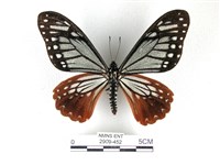 藏品(斑鳳蝶)的圖片