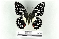 藏品(花鳳蝶、無尾鳳蝶)的圖片