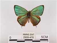 藏品(碧翠灰蝶)的圖片