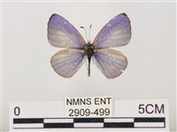 藏品(嫵琉灰蝶)的圖片