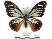 藏品(斑鳳蝶)的圖片