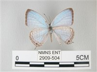 藏品(淡青雅波灰蝶)的圖片