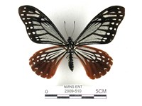 藏品(斑鳳蝶)的圖片