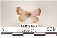 藏品(藍灰蝶沖繩亞種)的圖片