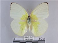 藏品(遷粉蝶、淡黃蝶)的圖片