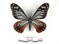 藏品(斑鳳蝶)的圖片