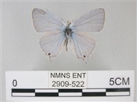 藏品(青珈波灰蝶)的圖片