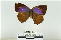 藏品(伏氏鋩灰蝶)的圖片