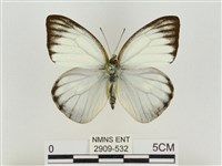 藏品(淡褐脈粉蝶)的圖片