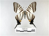 藏品(劍鳳蝶)的圖片
