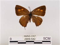 藏品(碧翠灰蝶)的圖片