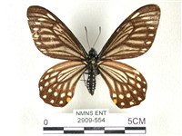 藏品(黃星斑鳳蝶)的圖片