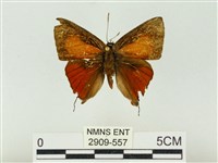 藏品(玳灰蝶)的圖片