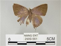 藏品(綠灰蝶埔里亞種)的圖片