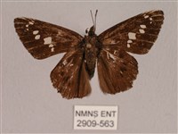 藏品(臺灣瑟弄蝶)的圖片