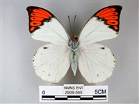 藏品(橙端粉蝶、端紅蝶)的圖片