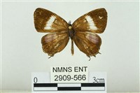 藏品(拉拉山鑽灰蝶)的圖片