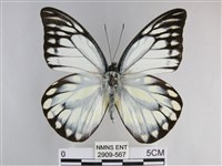 藏品(鋸粉蝶)的圖片