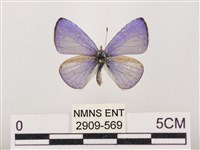 藏品(嫵琉灰蝶)的圖片