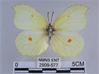 藏品(臺灣鉤粉蝶)的圖片