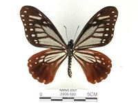 藏品(斑鳳蝶)的圖片
