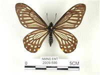 藏品(黃星斑鳳蝶)的圖片