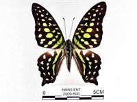 藏品(翠斑青鳳蝶)的圖片