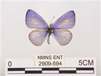 藏品(嫵琉灰蝶)的圖片