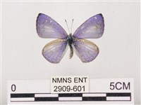 藏品(嫵琉灰蝶)的圖片