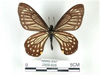 藏品(黃星斑鳳蝶)的圖片
