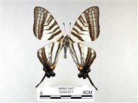 藏品(劍鳳蝶)的圖片