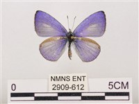 藏品(嫵琉灰蝶)的圖片