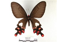 藏品(多姿麝鳳蝶)的圖片